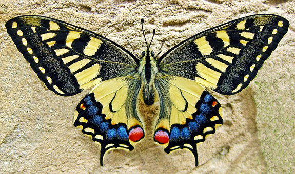 inspirational-story-butterfly
